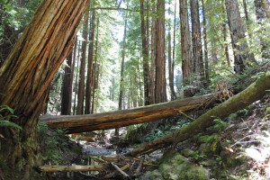 Muir Woods